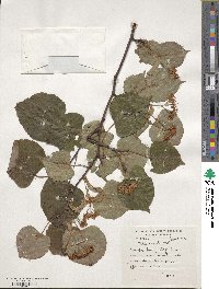 Tilia cordata image