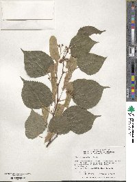 Tilia cordata image