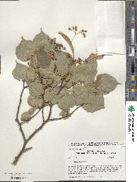 Tilia cordata image