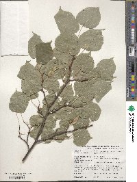 Tilia cordata image