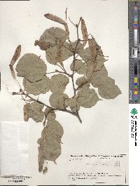 Tilia cordata image