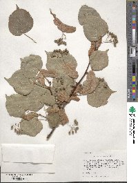 Tilia cordata image