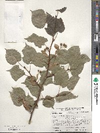 Tilia cordata image