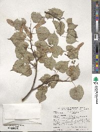 Tilia cordata image