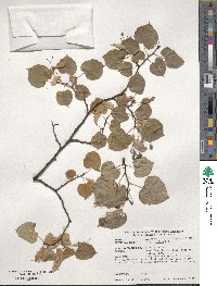 Tilia cordata image