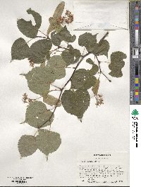 Tilia cordata image