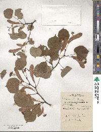 Tilia cordata image