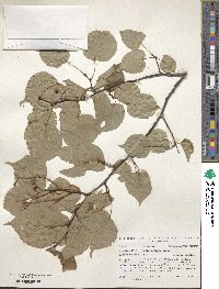 Tilia cordata image