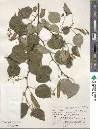 Tilia cordata image