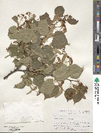 Tilia cordata image