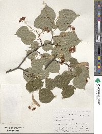 Tilia cordata image