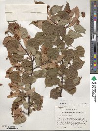 Tilia cordata image