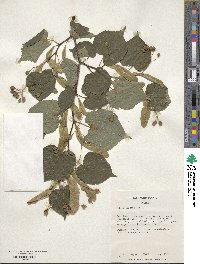 Tilia cordata image