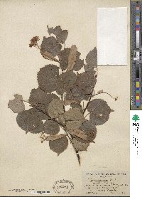 Tilia cordata image