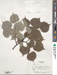 Tilia cordata image