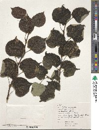 Tilia cordata image