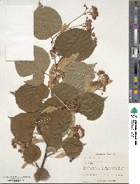 Tilia cordata image