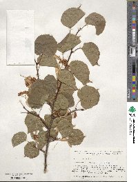 Tilia cordata image