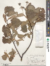 Tilia cordata image