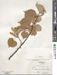 Tilia cordata image