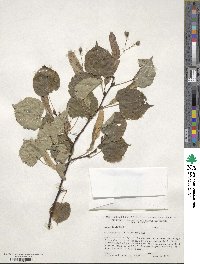 Tilia cordata image