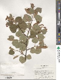 Tilia cordata image