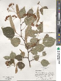 Tilia cordata image