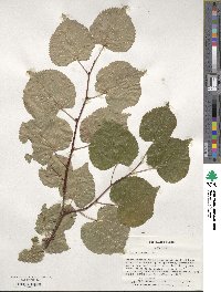 Tilia cordata image