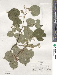 Tilia cordata image