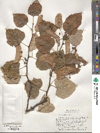 Tilia cordata image