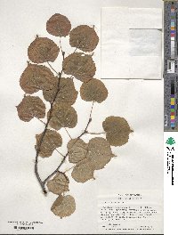 Tilia cordata image