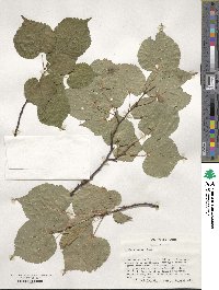 Tilia cordata image