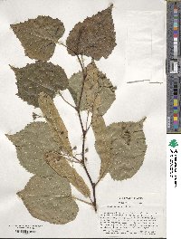 Tilia cordata image