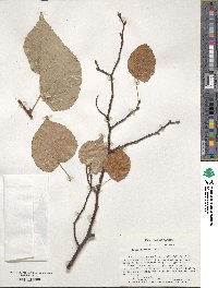 Tilia cordata image