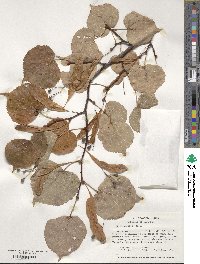 Tilia cordata image