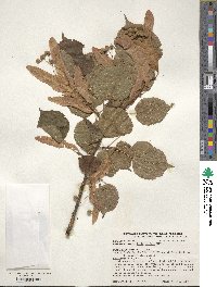 Tilia cordata image