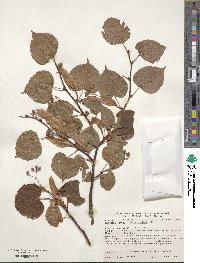 Tilia cordata image