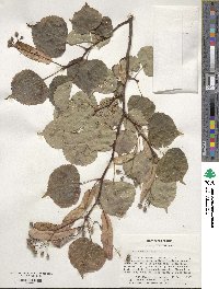 Tilia cordata image