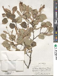 Tilia cordata image