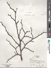 Tilia cordata image