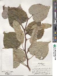 Tilia cordata image