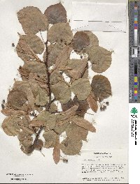 Tilia cordata image