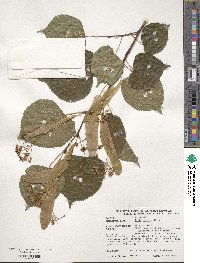 Tilia cordata image