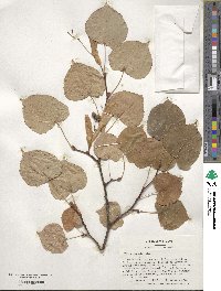 Tilia cordata image