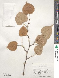 Tilia cordata image