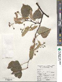 Tilia cordata image