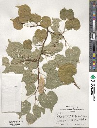 Tilia cordata image