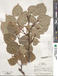 Tilia cordata image