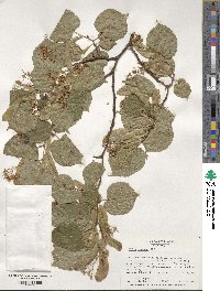 Tilia cordata image