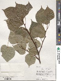 Tilia cordata image